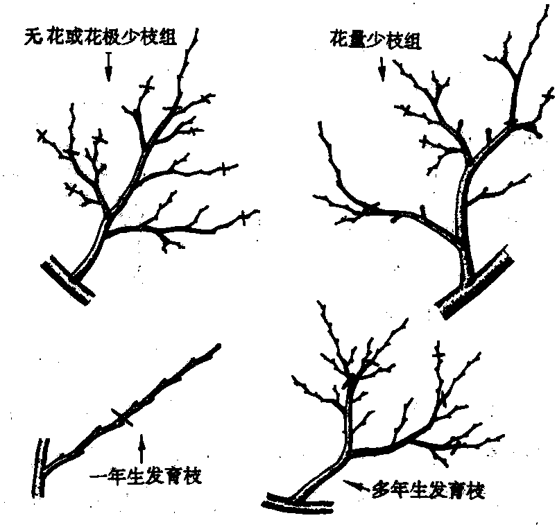 盛果期